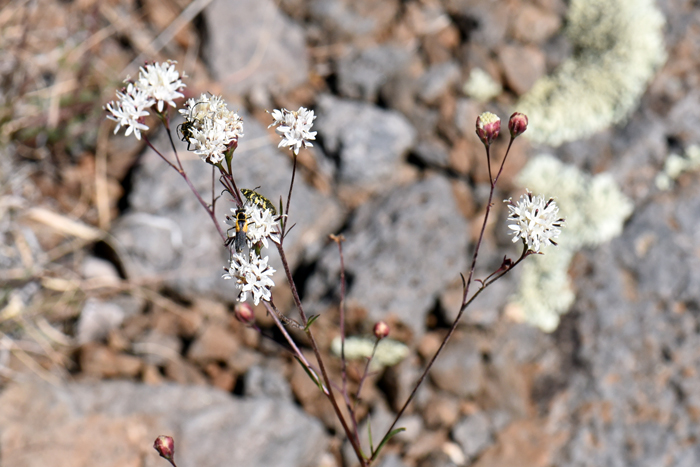 Wright’s Thimblehead plants are upright with slender green or dark green branches and stems. Hymenothrix wrightii